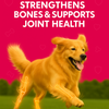 Petz Essentials Bone and Joint Support for Dogs | Glucosamine, Chondroitin, MSM & Green Lipped Mussel | Joint Health & Mobility Booster | Vet-Formulated Liquid Supplement – 300ml